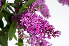 Buddleja Baby Buzz Basket Pink_Z6S8139