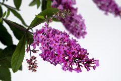 Buddleja Baby Buzz Basket Pink_Z6S8146