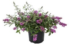 Buddleja Baby Buzz Basket Pink_Z6S8287