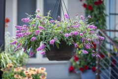 Buddleja Baby Buzz Basket Pink_Z6S8480