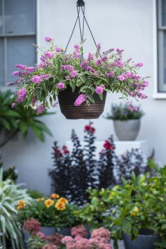 Buddleja Baby Buzz Basket Pink_Z6S8509