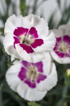 Dianthus American Pie Berry a la Mode_Z6S9321