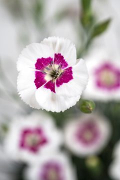 Dianthus American Pie Berry a la Mode_Z6S9328