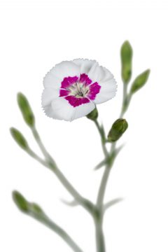 Dianthus American Pie Berry a la Mode_Z6S9333