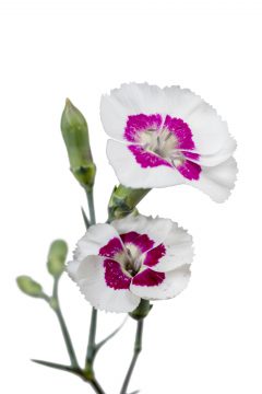 Dianthus American Pie Berry a la Mode_Z6S9347