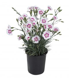 Dianthus American Pie Berry a la Mode_Z6S9419