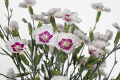 Dianthus American Pie Berry a la Mode_Z6S9424