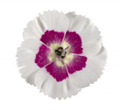 Dianthus American Pie Berry a la Mode_Z6S9473