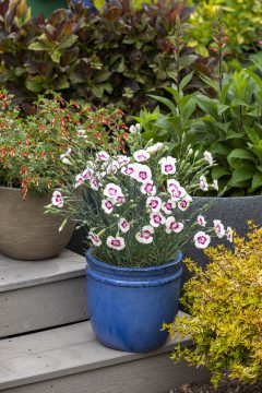 Dianthus American Pie Berry a la Mode_Z6S9623