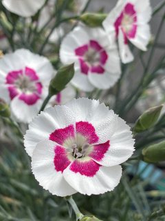 Dianthus-American-Pie-Berry-a-la-mode-001
