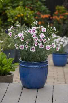 Dianthus AMERICAN PIE® Berry à la Mode 002