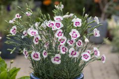 Dianthus AMERICAN PIE® Berry à la Mode 003