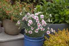 Dianthus AMERICAN PIE® Berry à la Mode 004