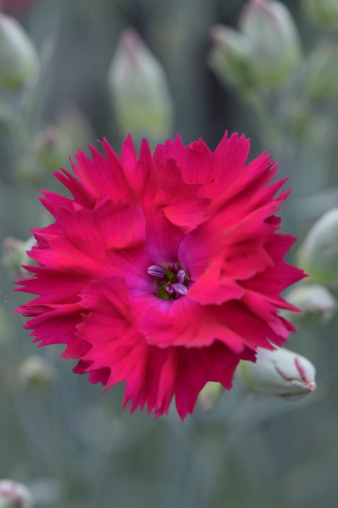 Dianthus-PICKABLES-ColorPop-168-005