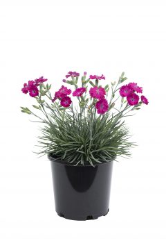 Dianthus Pickables ColorPop-169-201