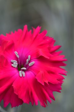 Dianthus Pickables ColorPop 168 002