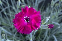 Dianthus Pickables ColorPop_168-009