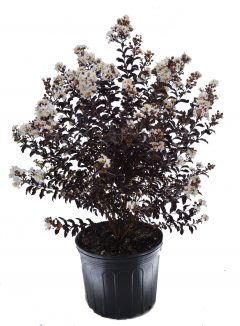 Lagerstroemia-Black-Diamond-Crystalline-001