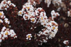 Lagerstroemia-Black-Diamond-Crystalline-002