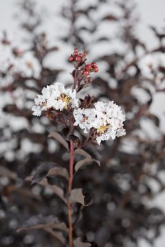 Lagerstroemia Black Diamond Crystalline_Z6S8378