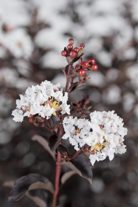 Lagerstroemia Black Diamond Crystalline_Z6S8379