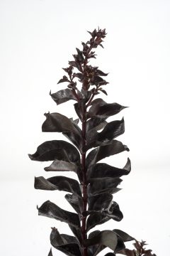 Lagerstroemia Black Diamond Radiant Red_Z6S4562