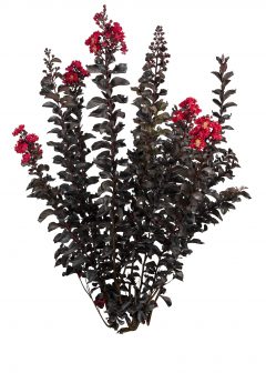 Lagerstroemia Black Diamond Radiant Red_Z6S8396