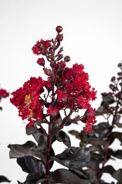 Lagerstroemia Black Diamond Radiant Red_Z6S8398