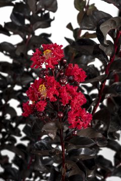 Lagerstroemia Black Diamond Radiant Red_Z6S8407
