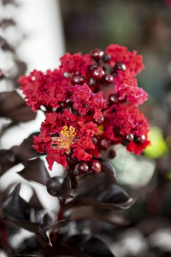 Lagerstroemia Black Diamond Radiant Red_Z6S8409