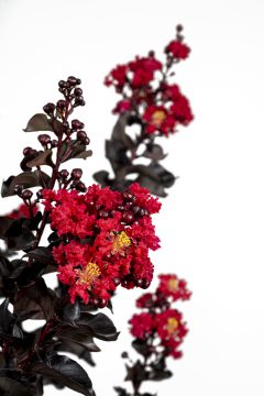 Lagerstroemia Black Diamond Radiant Red_Z6S8421