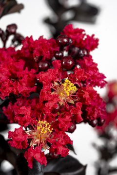 Lagerstroemia Black Diamond Radiant Red_Z6S8424