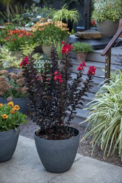 Lagerstroemia Black Diamond Radiant Red_Z6S8429