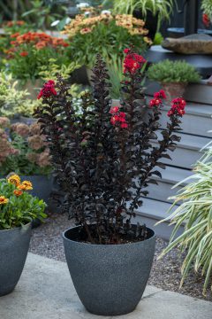 Lagerstroemia Black Diamond Radiant Red_Z6S8431