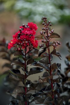 Lagerstroemia Black Diamond Radiant Red_Z6S8436