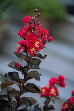 Lagerstroemia Black Diamond Radiant Red_Z6S8437