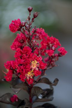 Lagerstroemia Black Diamond Radiant Red_Z6S8442