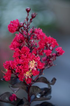 Lagerstroemia Black Diamond Radiant Red_Z6S8451