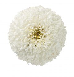 Leucanthemum Real Tiny Bubbles_Z6S3722