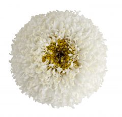 Leucanthemum-Real-Tiny-Bubbles_Z6S5950