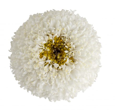 Leucanthemum-Real-Tiny-Bubbles_Z6S5950