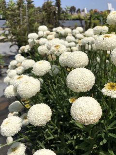 Leucanthemum-Tiny-Bubbles-001-Close-Up