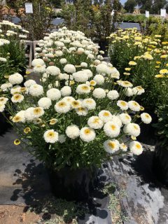 Leucanthemum-Tiny-Bubbles-002-Pot-Shot
