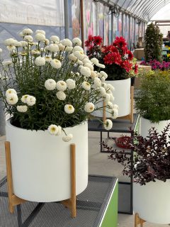 Leucanthemum-Tiny-Bubbles-003