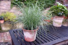 Miscanthus-Gentle-Breeze-301