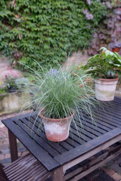 Miscanthus-Gentle-Breeze-302