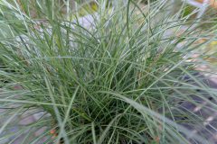 Miscanthus-Gentle-Breeze-303