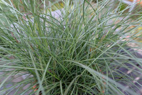 Miscanthus-Gentle-Breeze-303