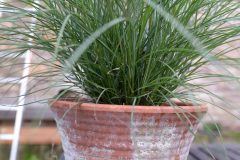 Miscanthus-Gentle-Breeze-304