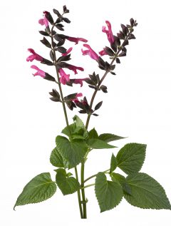 Salvia Bodacious Jammin' Jazz_Z6S4545